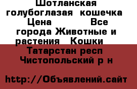 Шотланская голубоглазая  кошечка › Цена ­ 5 000 - Все города Животные и растения » Кошки   . Татарстан респ.,Чистопольский р-н